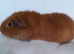 Teddy Guinea Pig sows