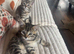Kittens ready now
