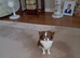Chihuahua applehead long hair