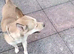 Girl dog