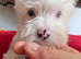 White Yorkshire Terrier Boy & Girl