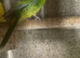 Young kakarikis
