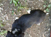 Male Border Collie for sale