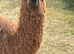 Yearling Suri Alpaca boys