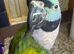 Lord Derbyan parakeet