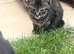 Kittens for sale
