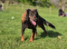 Female cocker spaniel for rehome