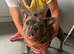 French bulldog needs a forever home