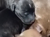 ***READY NOW *** 4 male staffy pups left.