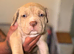 Cane Corso bandogge mastiff chunky pups for sale