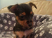 Jack Russell cross puppies