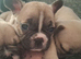 5 frenchie pups ready to leave around 12 June