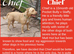 Can anyone offer a loving home to one of these rescue dogs?