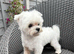 Beautiful Maltese boy FCI