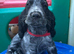 Show type cocker spaniel puppies