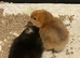 UNSEXED Cream Legbar and Cochin chicks 1 week old