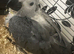 Baby African grey