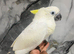 Ready Now Baby Handreared Super Tame Cuddly Medium Sulphur Crested Cockatoo Parrot