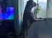 Cane corso x Amstaff