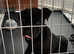 Male cane corso puppy