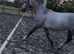 Stunning grey