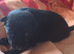Black German Shepherd pups