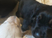 Mixed Breed puppies for sale