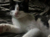 Mixed breed rag doll x local cat