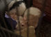 3 male rats and cage