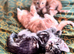 Last remaning beautiful fluffy kitten (mum is half maine coon)