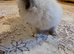 Ragdoll kittens ready 26/9