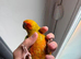 13 weeks old handreard sun conure
