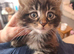 Tabby fluffy Kitten