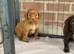Mixed litter cocker spaniels