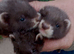 Black ferret kits