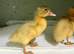 Days old runner duck ducklings