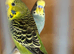 Breeding pair of budgie