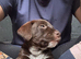 Terrier x collie pups for sale