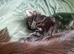 Cute male kitten looking for his family