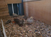 quails chicks 4 to 6 week old around 30 left