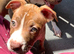 Girl staffy puppy