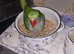 Alexandrine parrot