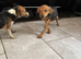 JACK RUSSELL PUPPIES