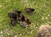 Silkie cross chicks available