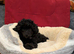 Toy poodle puppies KC reg Fully Vaccinated