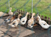6x Welsh Harlequin Ducks & 2 Silver Appleyard