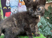 CALICO FEMALE KITTENS TO RESERVE