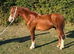 Stunning yearling colt