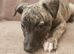 KC Health and Heart tested whippets