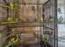 Budgies price varies